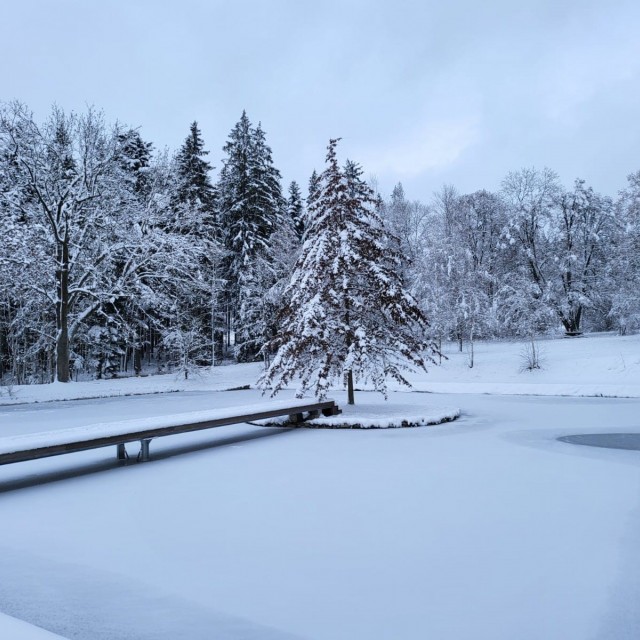 Dub bahenní u jezírka oslavil 15 let